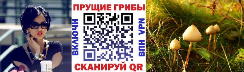 Купить  Пустошка  Галлюциногенные грибы Cubensis 